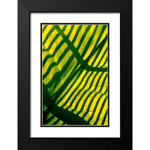 Palm Frond Black Modern Wood Framed Art Print with Double Matting by Blue, Cyril
