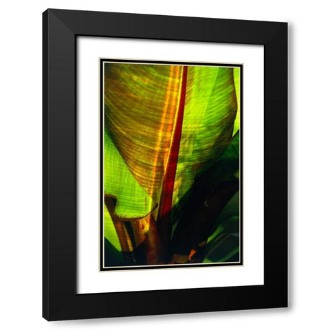 Palm Frond Black Modern Wood Framed Art Print with Double Matting by Blue, Cyril