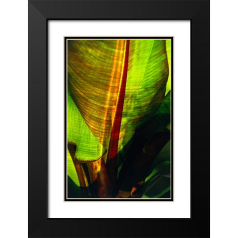Palm Frond Black Modern Wood Framed Art Print with Double Matting by Blue, Cyril