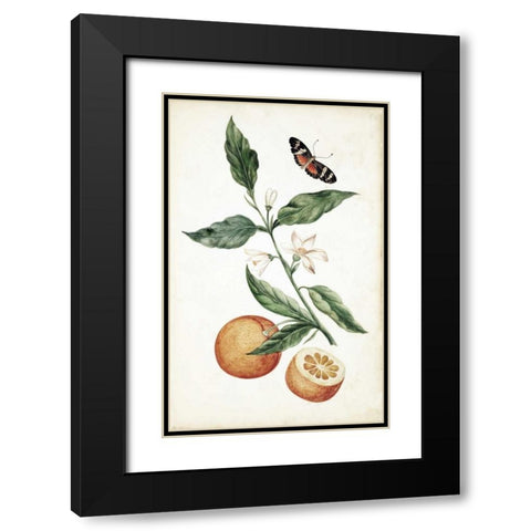 Orange Blossom Black Modern Wood Framed Art Print with Double Matting by Markee, Cornelis