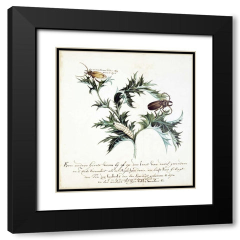 Thistle with Beetles Black Modern Wood Framed Art Print with Double Matting by Markee, Cornelis