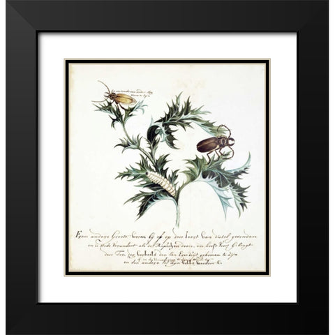 Thistle with Beetles Black Modern Wood Framed Art Print with Double Matting by Markee, Cornelis