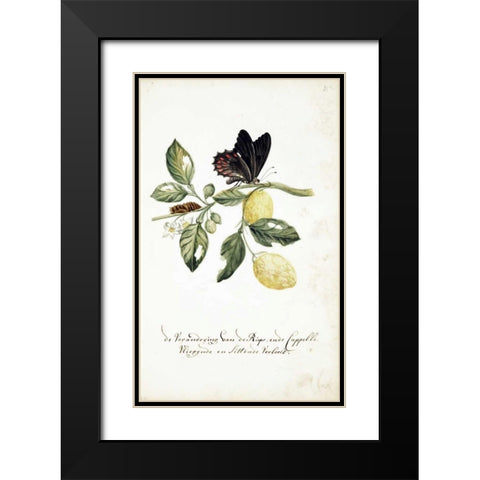 Limmetijen Tree, Butterflies Black Modern Wood Framed Art Print with Double Matting by Markee, Cornelis
