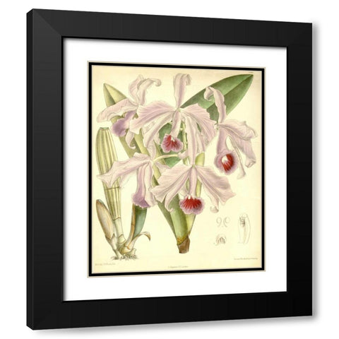Orchid, Cattleya Lawrenceana Black Modern Wood Framed Art Print with Double Matting by Curtis, William