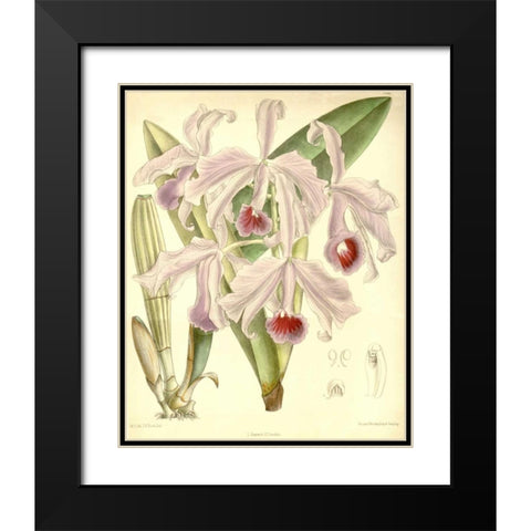 Orchid, Cattleya Lawrenceana Black Modern Wood Framed Art Print with Double Matting by Curtis, William