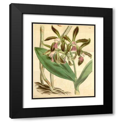 Orchid, Cattleya Guttata Black Modern Wood Framed Art Print with Double Matting by Curtis, William