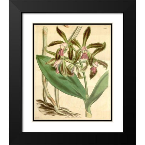 Orchid, Cattleya Guttata Black Modern Wood Framed Art Print with Double Matting by Curtis, William