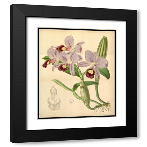 Orchid, Guarianthe Skinneri Black Modern Wood Framed Art Print with Double Matting by Curtis, William