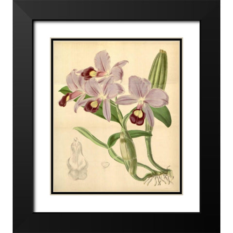 Orchid, Guarianthe Skinneri Black Modern Wood Framed Art Print with Double Matting by Curtis, William
