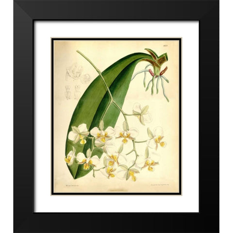 Orchid, Phalaenopsis Stuartiana Black Modern Wood Framed Art Print with Double Matting by Curtis, William