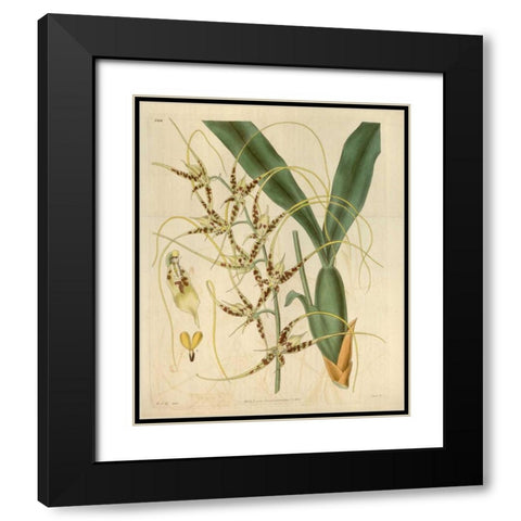 Orchid, Brassia Caudata Black Modern Wood Framed Art Print with Double Matting by Curtis, William