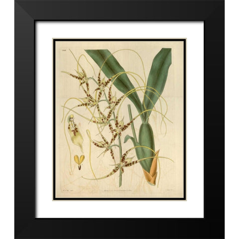 Orchid, Brassia Caudata Black Modern Wood Framed Art Print with Double Matting by Curtis, William