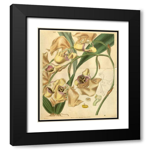 Orchid, Coryanthes Maculata Black Modern Wood Framed Art Print with Double Matting by Curtis, William