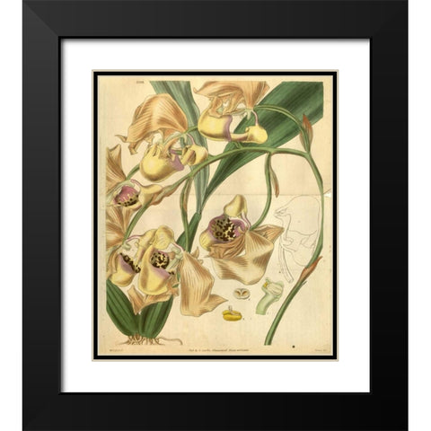Orchid, Coryanthes Maculata Black Modern Wood Framed Art Print with Double Matting by Curtis, William