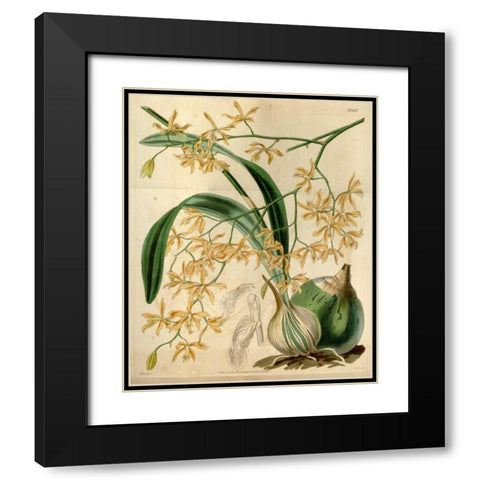 Orchid, Encyclia Candollei Black Modern Wood Framed Art Print with Double Matting by Curtis, William