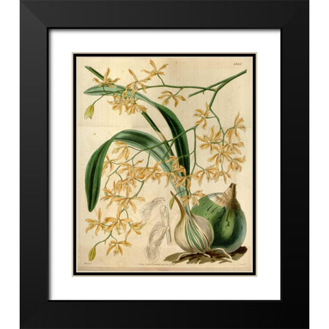 Orchid, Encyclia Candollei Black Modern Wood Framed Art Print with Double Matting by Curtis, William
