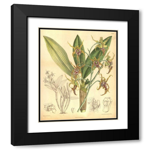 Orchid, Dendrobium Spectabile Black Modern Wood Framed Art Print with Double Matting by Curtis, William