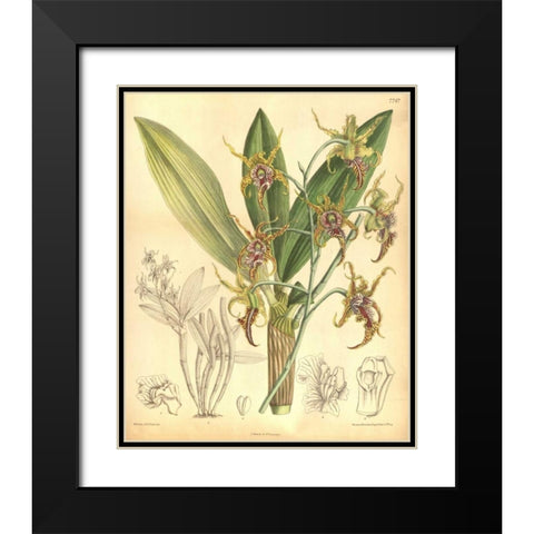 Orchid, Dendrobium Spectabile Black Modern Wood Framed Art Print with Double Matting by Curtis, William