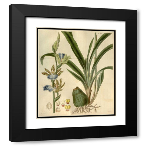 Orchid, Zygopetalum Mackayi Black Modern Wood Framed Art Print with Double Matting by Curtis, William