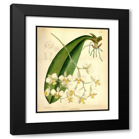 Orchid, Phalaenopsis Stuartiana Black Modern Wood Framed Art Print with Double Matting by Curtis, William