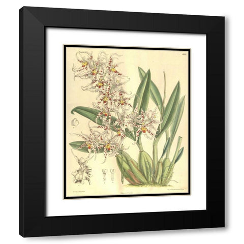 Orchid, Odontoglossum Naevium Black Modern Wood Framed Art Print with Double Matting by Curtis, William