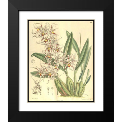 Orchid, Odontoglossum Naevium Black Modern Wood Framed Art Print with Double Matting by Curtis, William