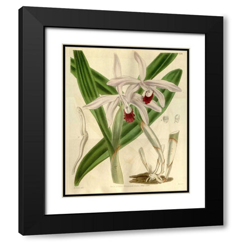 Orchid, Cattleya Intermedia Black Modern Wood Framed Art Print with Double Matting by Curtis, William
