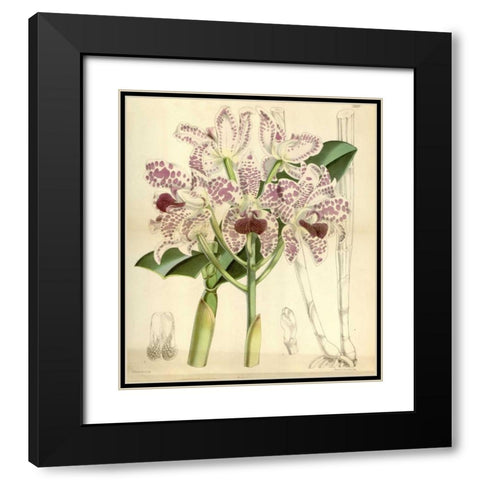 Orchid, Cattleya Amethystoglossa Black Modern Wood Framed Art Print with Double Matting by Curtis, William