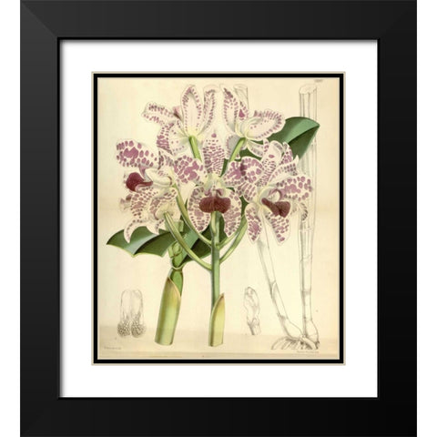 Orchid, Cattleya Amethystoglossa Black Modern Wood Framed Art Print with Double Matting by Curtis, William