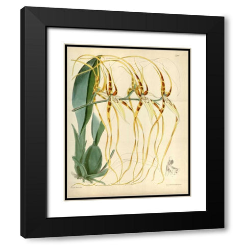 Orchid, Brassia Arcuigera Black Modern Wood Framed Art Print with Double Matting by Curtis, William