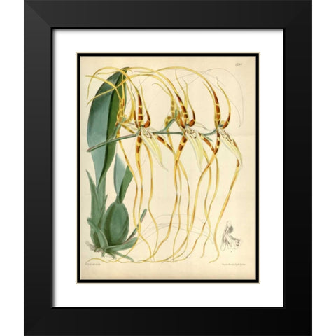 Orchid, Brassia Arcuigera Black Modern Wood Framed Art Print with Double Matting by Curtis, William