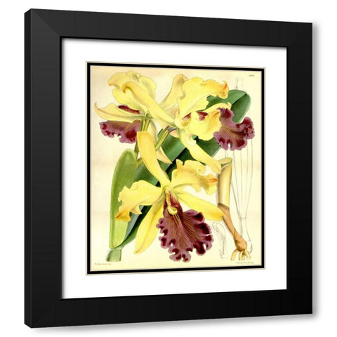 Orchid, Cattleya Dowiana Black Modern Wood Framed Art Print with Double Matting by Curtis, William