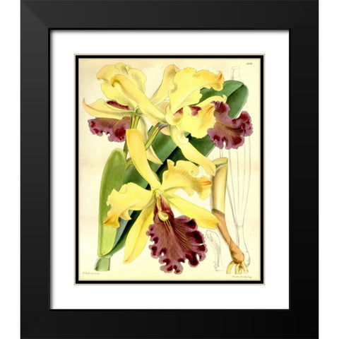 Orchid, Cattleya Dowiana Black Modern Wood Framed Art Print with Double Matting by Curtis, William