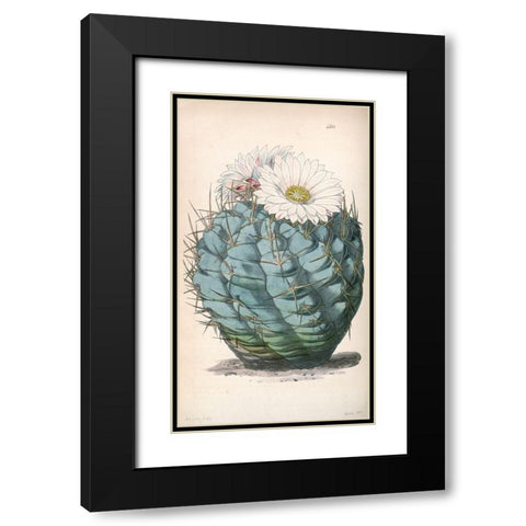 Cactus Black Modern Wood Framed Art Print with Double Matting by Curtis, William