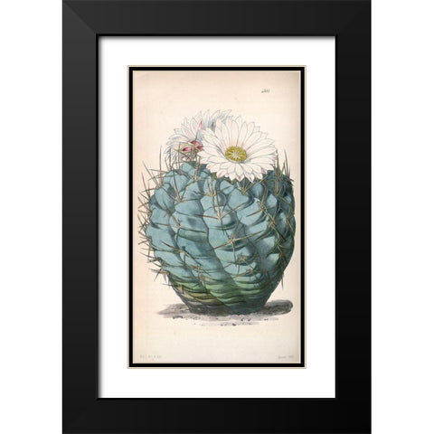 Cactus Black Modern Wood Framed Art Print with Double Matting by Curtis, William