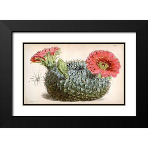 Cactus Black Modern Wood Framed Art Print with Double Matting by Curtis, William