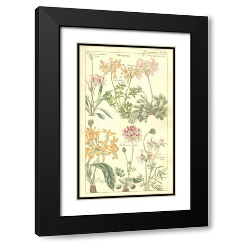 Geraniums Black Modern Wood Framed Art Print with Double Matting by Dietrich, David