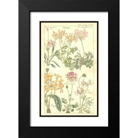 Geraniums Black Modern Wood Framed Art Print with Double Matting by Dietrich, David