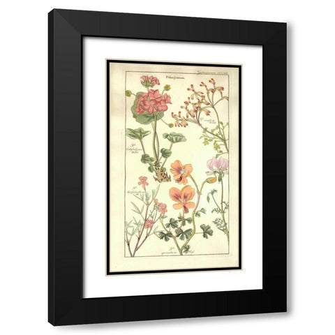 Geraniums Black Modern Wood Framed Art Print with Double Matting by Dietrich, David