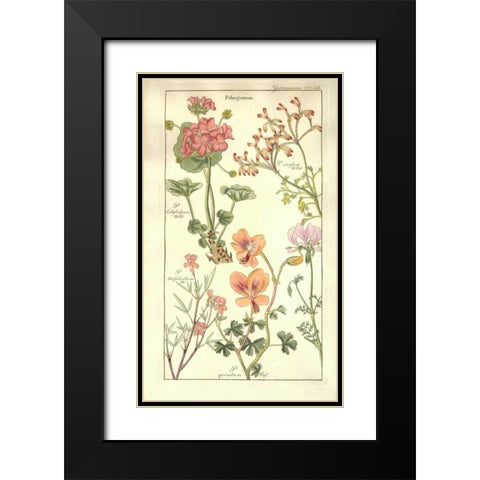 Geraniums Black Modern Wood Framed Art Print with Double Matting by Dietrich, David