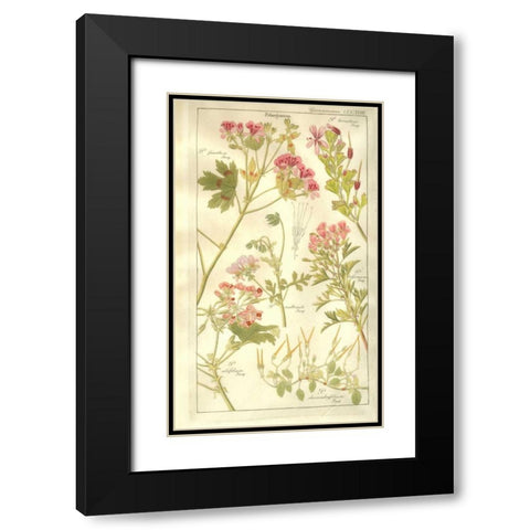 Geraniums Black Modern Wood Framed Art Print with Double Matting by Dietrich, David