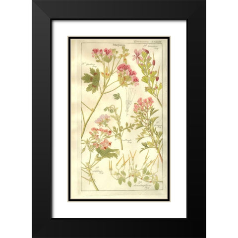 Geraniums Black Modern Wood Framed Art Print with Double Matting by Dietrich, David