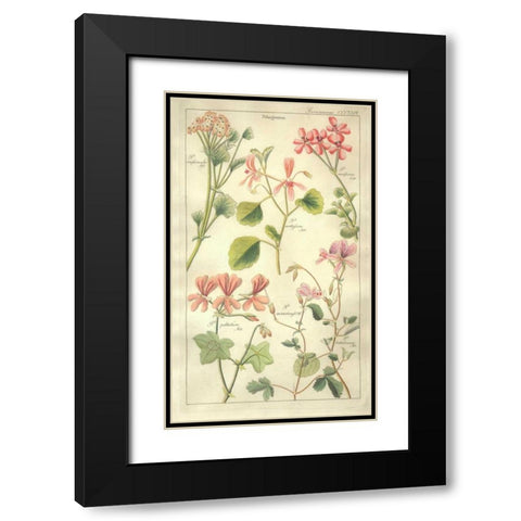 Geraniums Black Modern Wood Framed Art Print with Double Matting by Dietrich, David