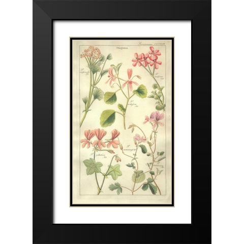 Geraniums Black Modern Wood Framed Art Print with Double Matting by Dietrich, David