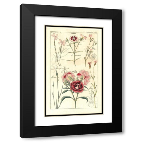 Carnations Black Modern Wood Framed Art Print with Double Matting by Dietrich, David