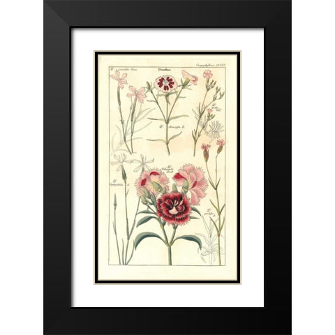 Carnations Black Modern Wood Framed Art Print with Double Matting by Dietrich, David