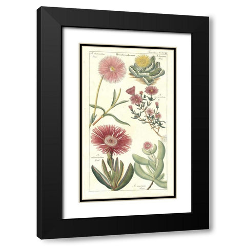 Ice Plant Black Modern Wood Framed Art Print with Double Matting by Dietrich, David