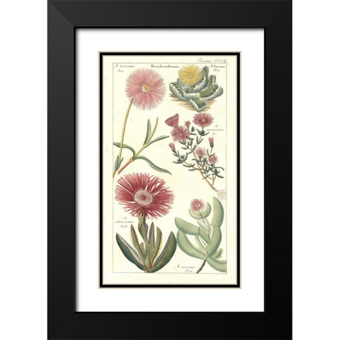Ice Plant Black Modern Wood Framed Art Print with Double Matting by Dietrich, David