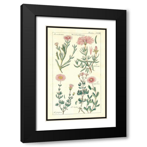 Ice Plant Black Modern Wood Framed Art Print with Double Matting by Dietrich, David