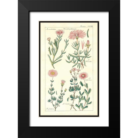Ice Plant Black Modern Wood Framed Art Print with Double Matting by Dietrich, David